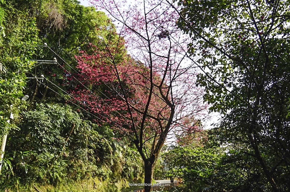 2023【大同山櫻花步道】台北景點推薦樹林櫻花.親子旅遊