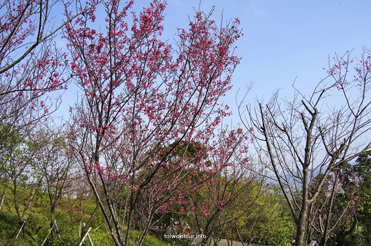 2023【大同山櫻花步道】台北景點推薦樹林櫻花.親子旅遊