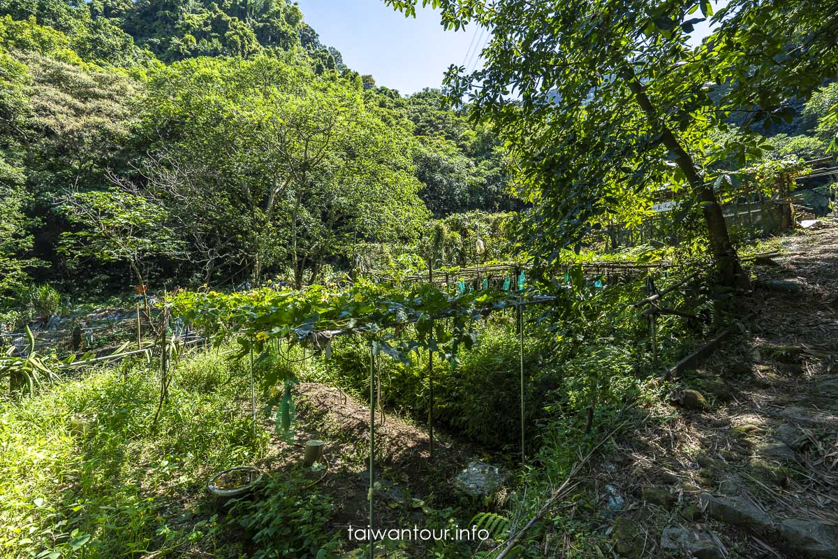 【豹山溪步道】台北免費景點親子大自然.螢火蟲推薦