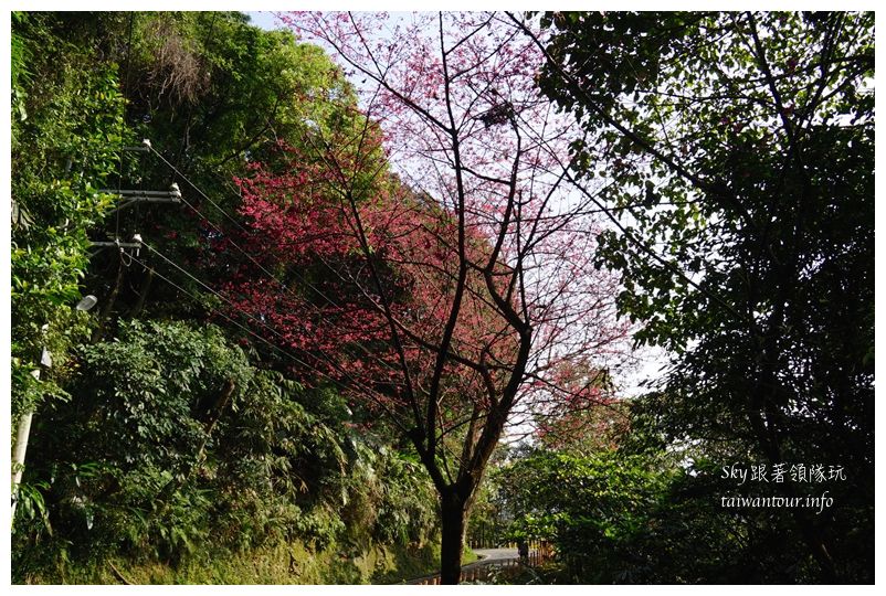 台北景點推薦大同山櫻花林03801
