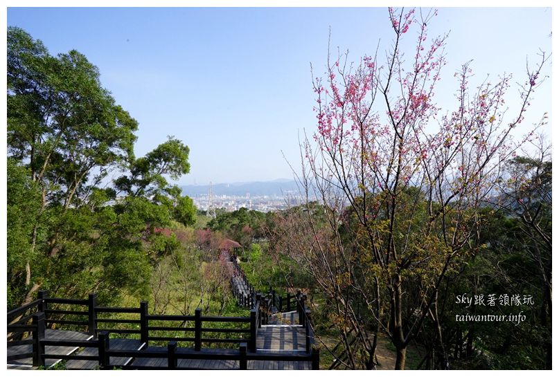 台北景點推薦大同山櫻花林03842