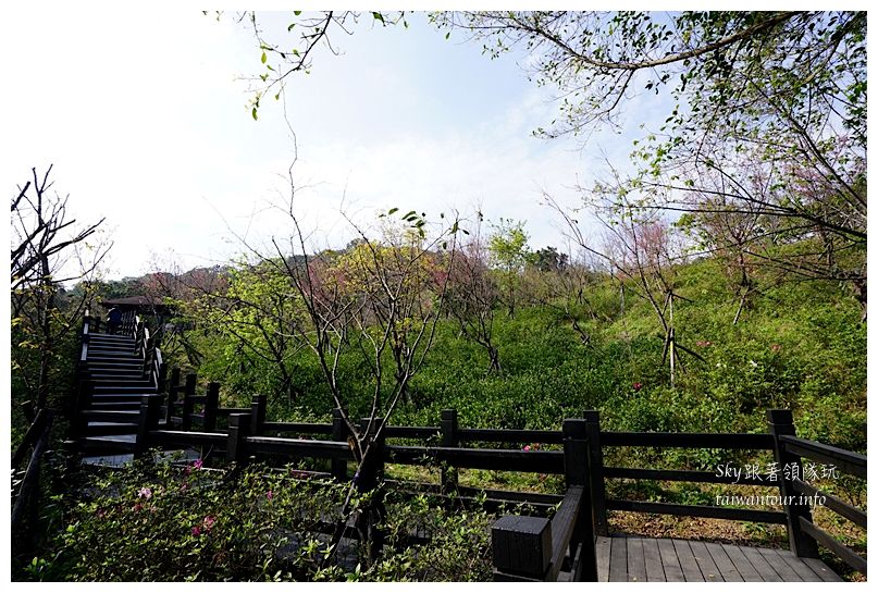 台北景點推薦大同山櫻花林03856