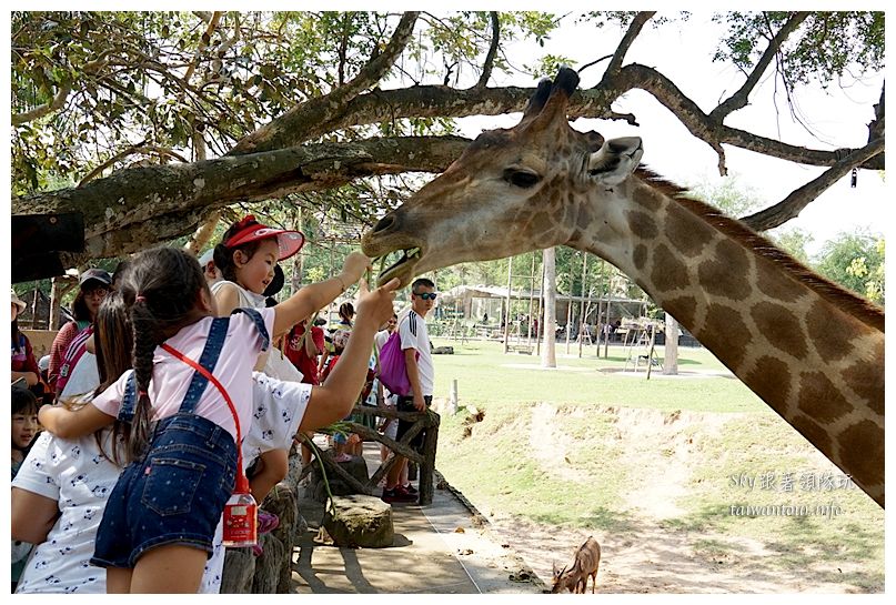 泰國親子旅遊綠山動物園kheow kheow00123