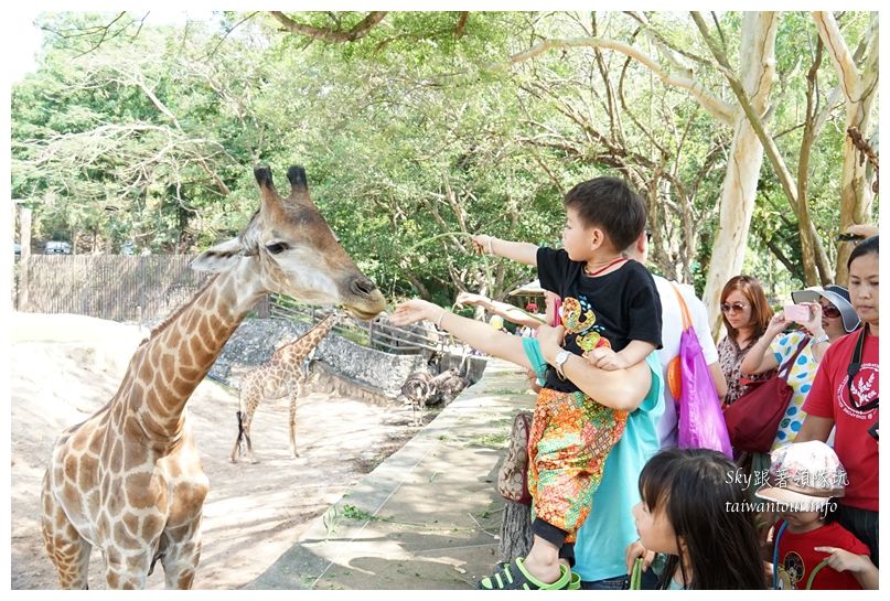 泰國親子旅遊綠山動物園kheow kheow00134