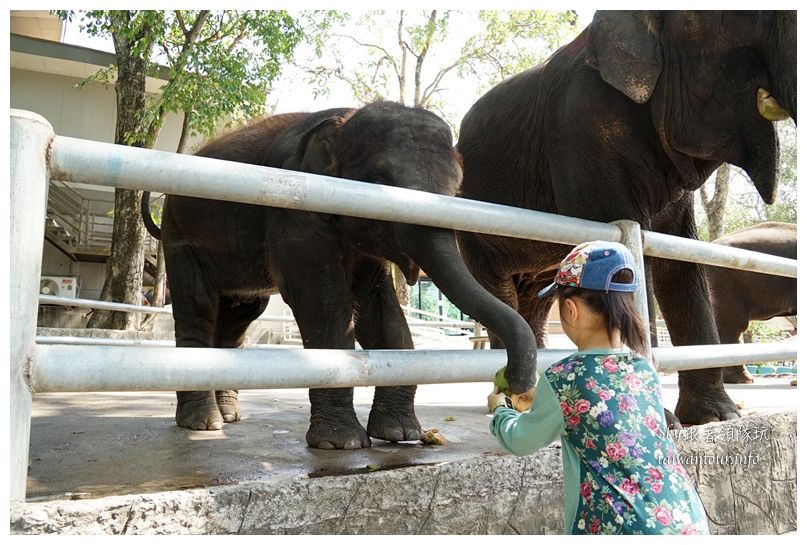 泰國親子旅遊綠山動物園kheow kheow00204