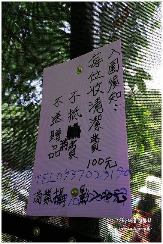 陽明山竹子湖繡球花DSC02868